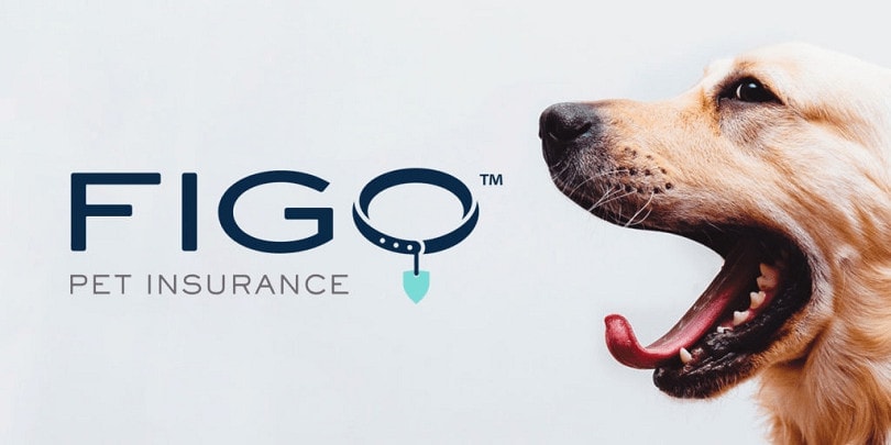 Figo Pet Insurance