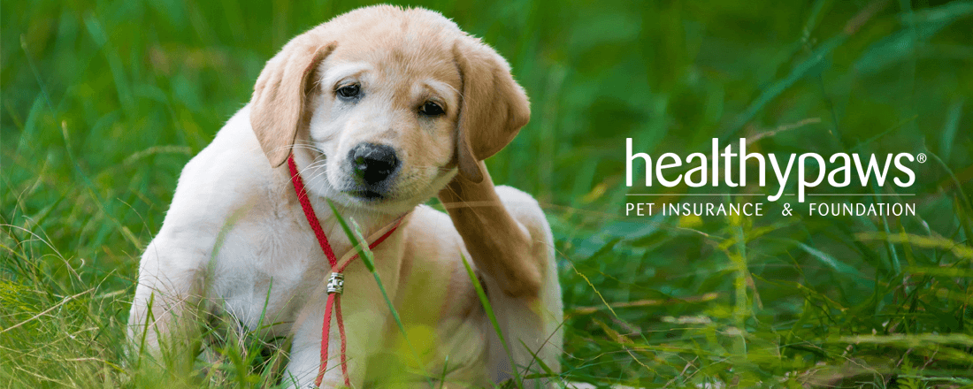 Healthy Paws Pet Insurance